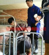 恒锦莱技术老师指导深圳金新农使用母猪B超机