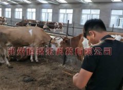 内蒙通辽牛场兽用B超机V30培训