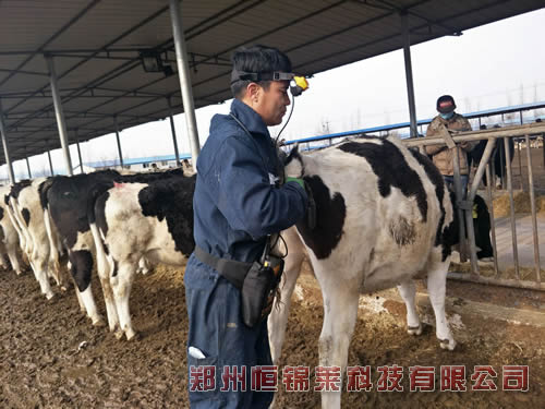 进口牛用B超检测奶牛子宫内膜炎