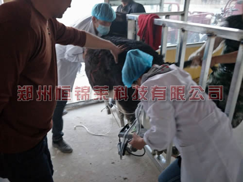 驴用B超观察断奶幼驴