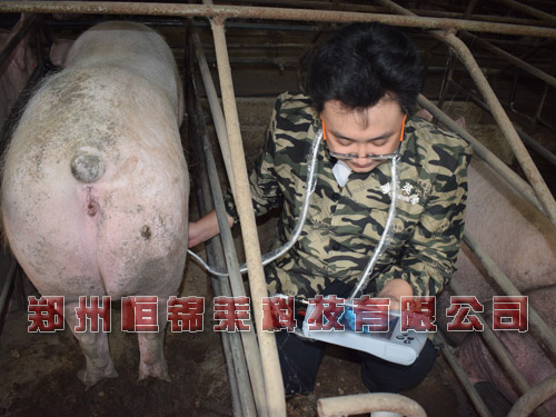 母猪B超机关注保定方法