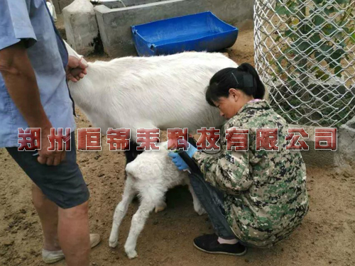 羊用B超仪对小尾寒羊的选种
