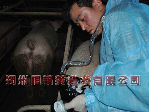 母猪B超机检测妊娠