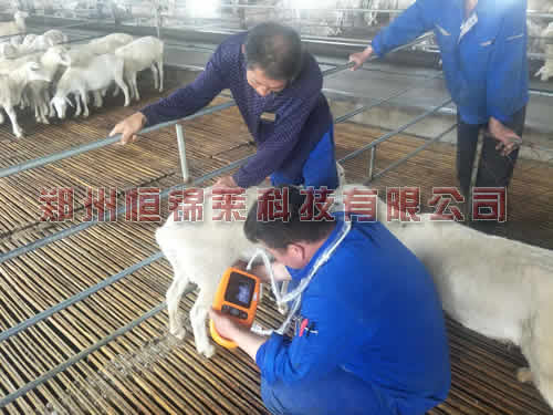 高清兽用B超检测母羊操作