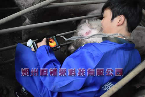 高清母猪B超机检测妊娠价格