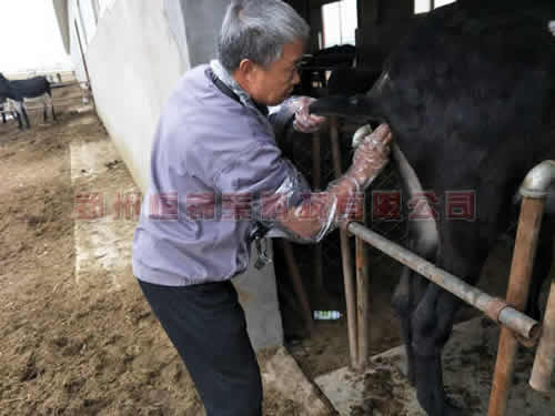 高清驴用B超机检测母驴