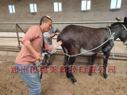 高清驴用B超测孕仪检测母驴发情特点