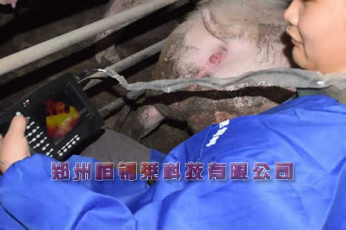 高清彩色兽用B超机教你几种饲喂方式