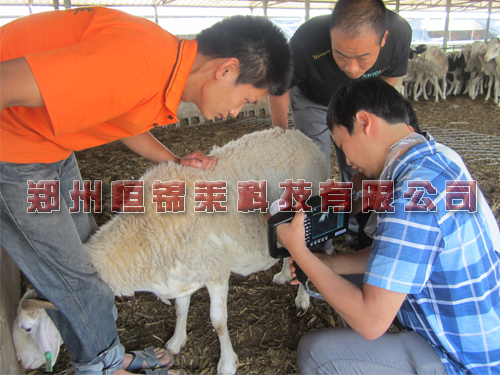 兽用B超告诉你羔羊断奶