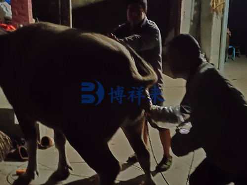 牛用B超仪四川培训测牛
