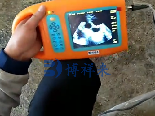 兽用B超机测孕猪妊娠