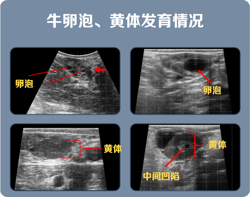 高清牛用B超机检测母牛卵泡发育情况